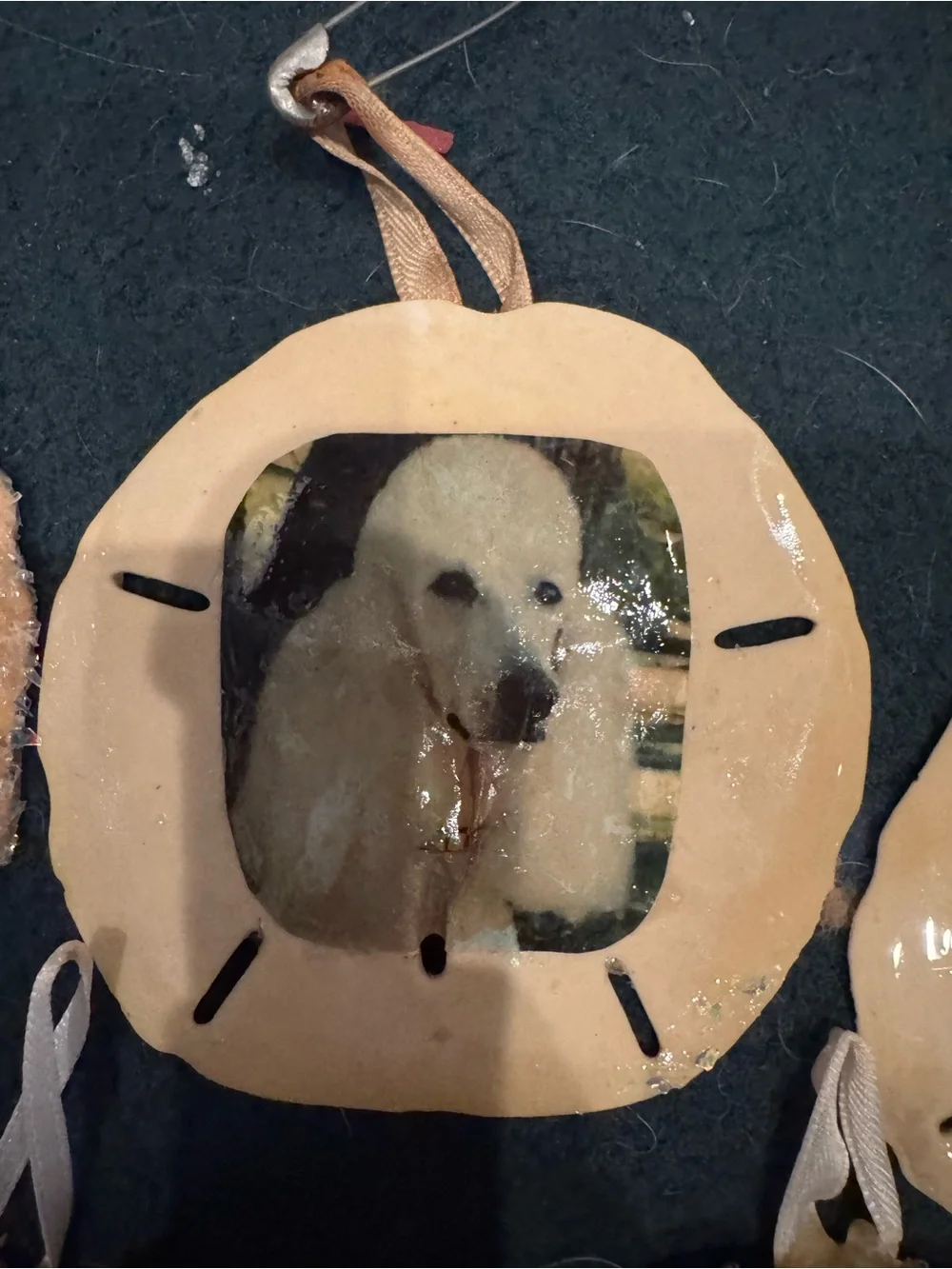 Handmade Beige real  Sand Dollar Pet Photo Ornament -all of them